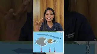 Omega 3 supplements #dietitianlawvanya #weightloss #omega3
