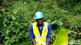 Association culturale entre piment et banane plantain: l'erreur fatale à ne plus  jamais commettre