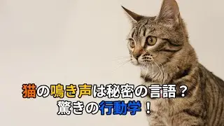 猫の鳴き声は秘密の言語？驚きの行動学