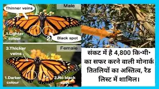 #Monarch#butterflies#Red listed as #Vulnerable#संकट में है#मोनार्क#तितलियों का#अस्तित्व!