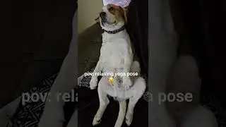 murphy's relaxing yoga pose😄#dog #beagle #youtubeshorts #shorts