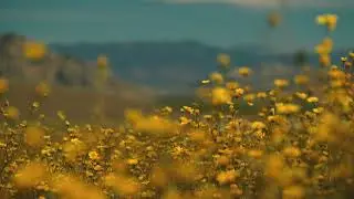Death Valley Wildflowers California Desert Flowers   Stock Video Footage