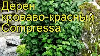 Дерен кроваво-красный Компресса. Краткий обзор, описание характеристик cornus sanquinea Compressa