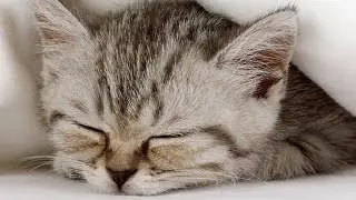 1 hour-relaxing sound with rain and 528 hz for cats,deep sleep,stress relief💤😺