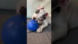 Еда, сон, хаос, повторение 😂 #dogfluencer #dogmom #rescuedog #fosterpuppy #bullybreed