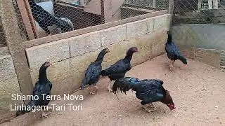 Ovos dispon&iacute;veis  Shamo puro linhagem Tari Tori - Instagram @moacirsalomaogoncalves