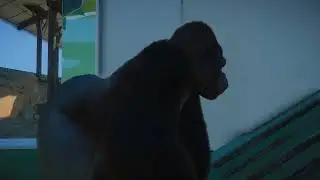 Gorilla | Planet Zoo Animals
