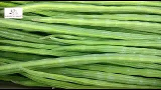 CASH ON DELIVERY AVAILABLE PKM1 MORINGA SEED AND MORINGA PRODUCTS  +919786060004
