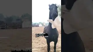 Horse can catch things #trickhorse #animals #dog #horses #friesian #liberty #pets #barrels#sports