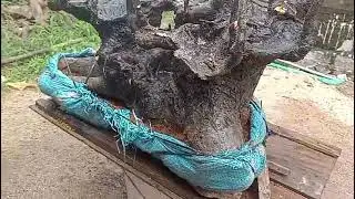 M816 gl c&acirc;y thị thơm 1000k LH 0707713796 Khương bonsai 