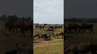 Лошадки на реке Сим