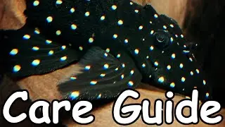 Руководство по уходу за Galaxy/Vampire Pleco