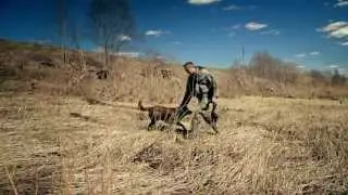 Лабрадор Ретривер .Подача дичи.
