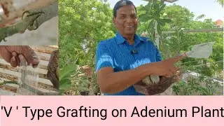 ' V ' Type Grafting On Adenium Plant