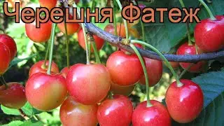 Черешня средний Фатеж (cerasus avium fatezh) 🌿 черешня Фатеж обзор: как сажать саженцы черешни Фатеж