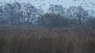 A million Starlings at RSPB Ham Wall! (Part 3)