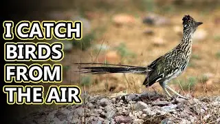 Roadrunner facts: 