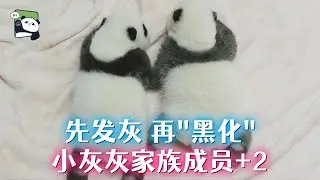 先发灰，再“黑化”，熊猫小灰灰家族成员又+2