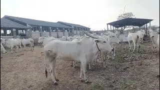 Khillar Cattle Farm 