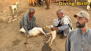 Badi Khushkhabri! 🥳 Hamari Teddy Bakri Ne Bacche De Diye | Live Delivery Process