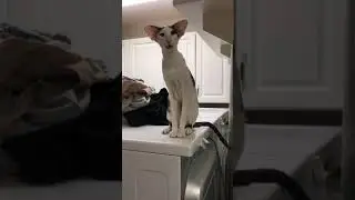 Honking is better than Meowing!