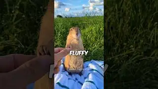 Prairie Dog | Perfect Pet For 2024 😍
