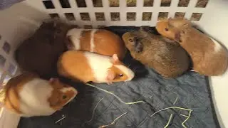 A Basket Full of Piggies ❤️