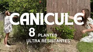 8 plantes ULTRA résistantes à la sécheresse