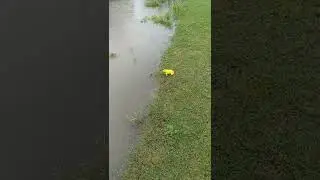 The Indian Bullfrog (Hoplobatrachus tigerinus)
