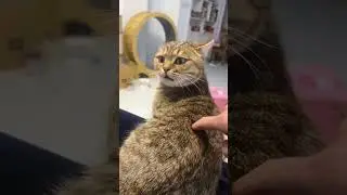 When you touch a cat&rsquo;s sensitive spots😂😂😂#cat#catlover#catvideos #funnycat#fyp