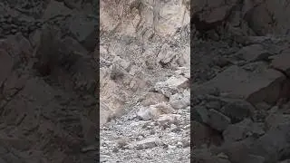 Himalayan Ibex fight for  mating #shorts #youtubeshorts #ytshorts #viral #ibex #animals #mountains