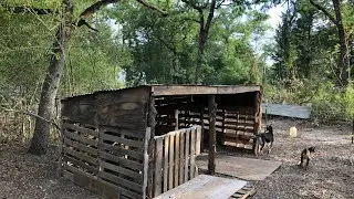 New goat house made from pallets and other recycled materials.