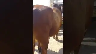 Biggest Bull In Sheikhwan Cow Mandi|MANDI VISIT|09/10/2022|