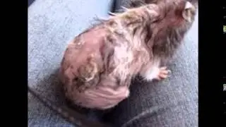 How to hamster eye health problems