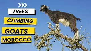 Tree-Climbing Goats in Morocco and Argan Oil