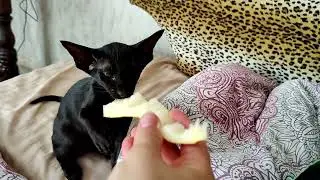 Oriental cat eats melon
