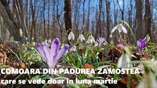 Comoara din padurea ZAMOSTEA care se arata doar in luna martie