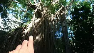Curtain Fig Tree