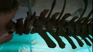 Big Fish Bones In Karwar Fish Aquarium