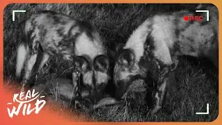 CAUGHT ON CAMERA: Predators Hunting Prey at Night | 4K
