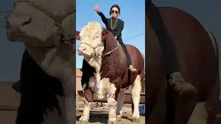 World's Biggest Bull l #shorts #bull #girl #girls #beautiful #viral #world #facts #fact