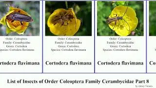List of Insects of Order Coleoptera Family Cerambycidae Part 8 colobothea cortodera coptops clytus