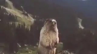СУСЛИК ОРЕТ ААА 