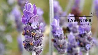 High-Quality Lavender Incense Sticks