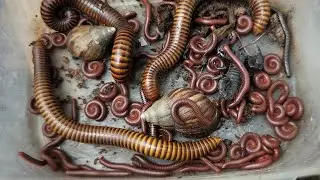 Wow Best Discovering Red Kisses, Snails, Scorpion, Giant Kiss, Snails, Worms