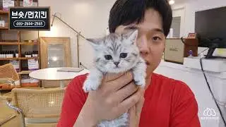 경주 울주 기장 고양이분양 브리티쉬 숏헤어 먼치킨 차이점 온양애견샵