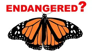 Monarch Butterfly Red Listed But What Does It Mean?