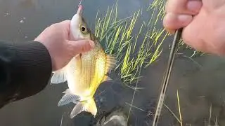 Finesse fishing for River White Bass