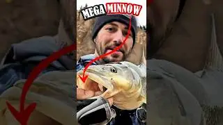 САМАЯ БОЛЬШАЯ ЩУЧЬЯ МИННОУ ЗА ВСЕ ВРЕМЯ?!