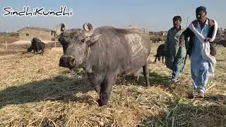 Worlds biggest Shokin Dosu Jatt Kundhi 🌹Banni🌹 Buffalo 🐃 बाड़ी के रांझय की भैंसें